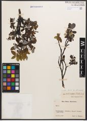 Salix callicarpaea Trautv.